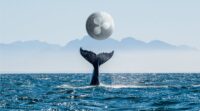نگاهی به روند افزایشی انباشت توکن XRP توسط نهنگ‌ ها