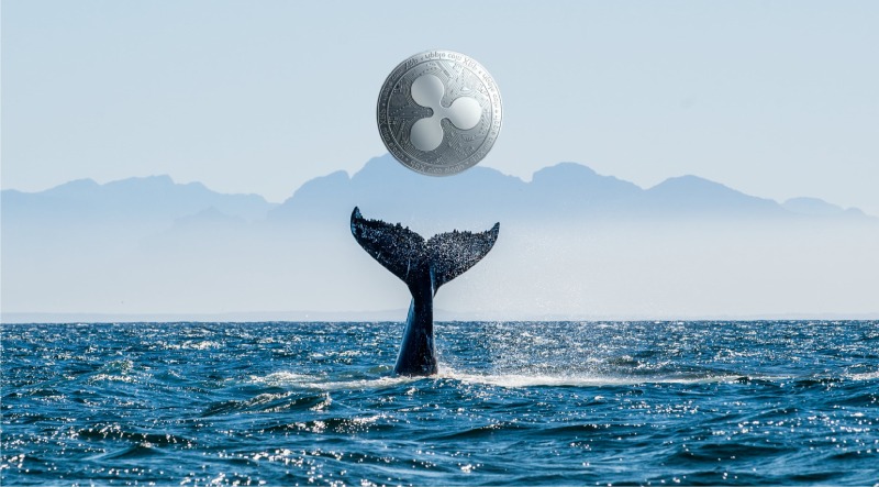 نگاهی به روند افزایشی انباشت توکن XRP توسط نهنگ‌ ها