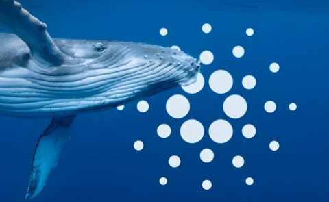 پیش‌ بینی صعود کاردانو با حمایت نهنگ‌ ها و رشد اکوسیستم