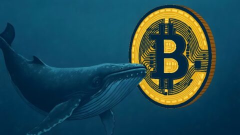افت قیمت بیت کوین نهنگ ها را به خرید واداشت؛ افزایش ذخایر هولدرهای بزرگ BTC در بازار